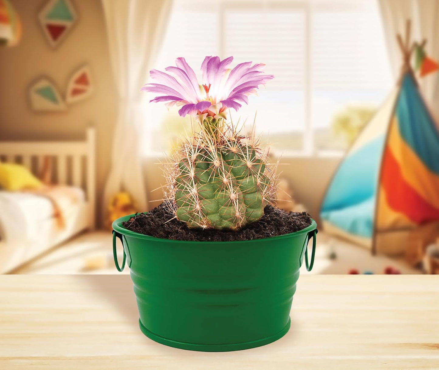 Buzzy Seeds Kid's Cactus Mini Basin Grow Kit | Green Painted Basin | Guaranteed to Grow | Fun Indoor-Outdoor Gardening Gift for Kids