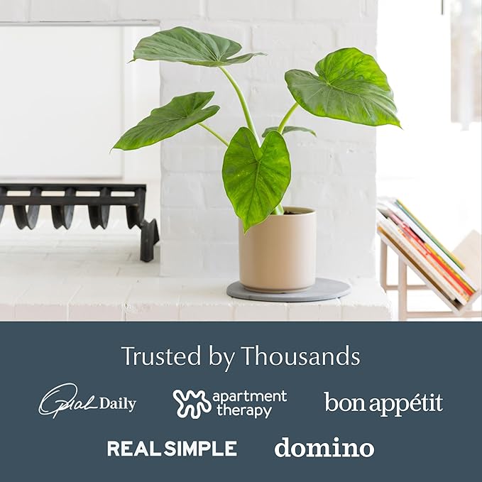 Dorai Stone Plant Pot Saucer – 2 Large Diatomite Water-Catching Trays for Indoor Plants