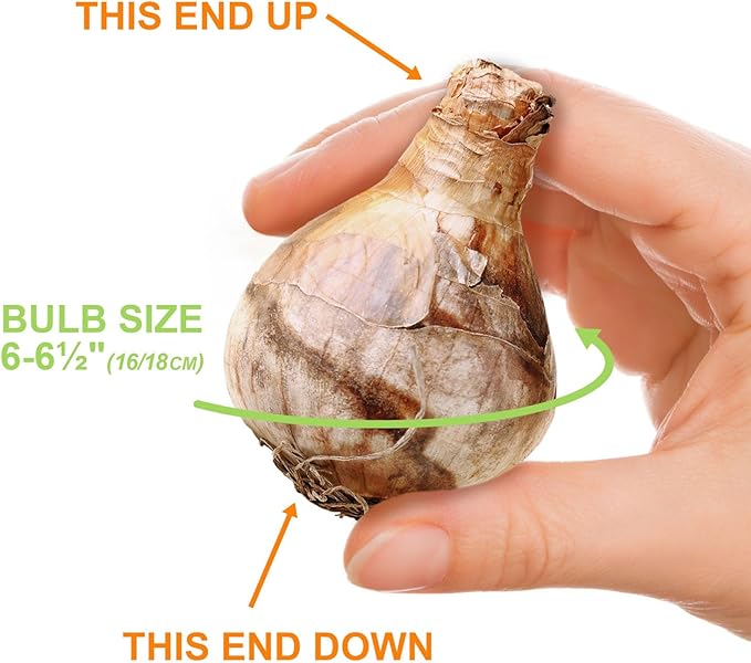 Garden State Bulb Narcissus Tahiti Double Daffodil Flower Bulbs, 16/18cm, Fall Planting (Bag of 100)