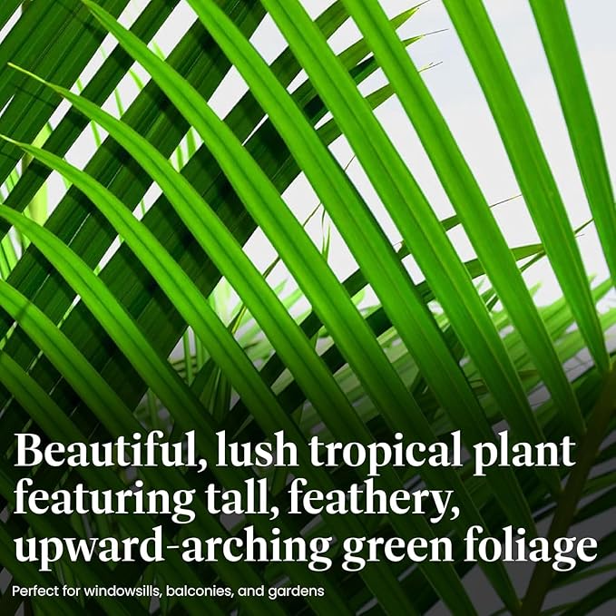 American Plant Exchange Majesty Palm – 10-Inch Pot – Live Tropical Houseplant with Arching Green Fronds, Easy Care Indoor or Patio Plant for Home, Office, Apartment & Landscape Décor