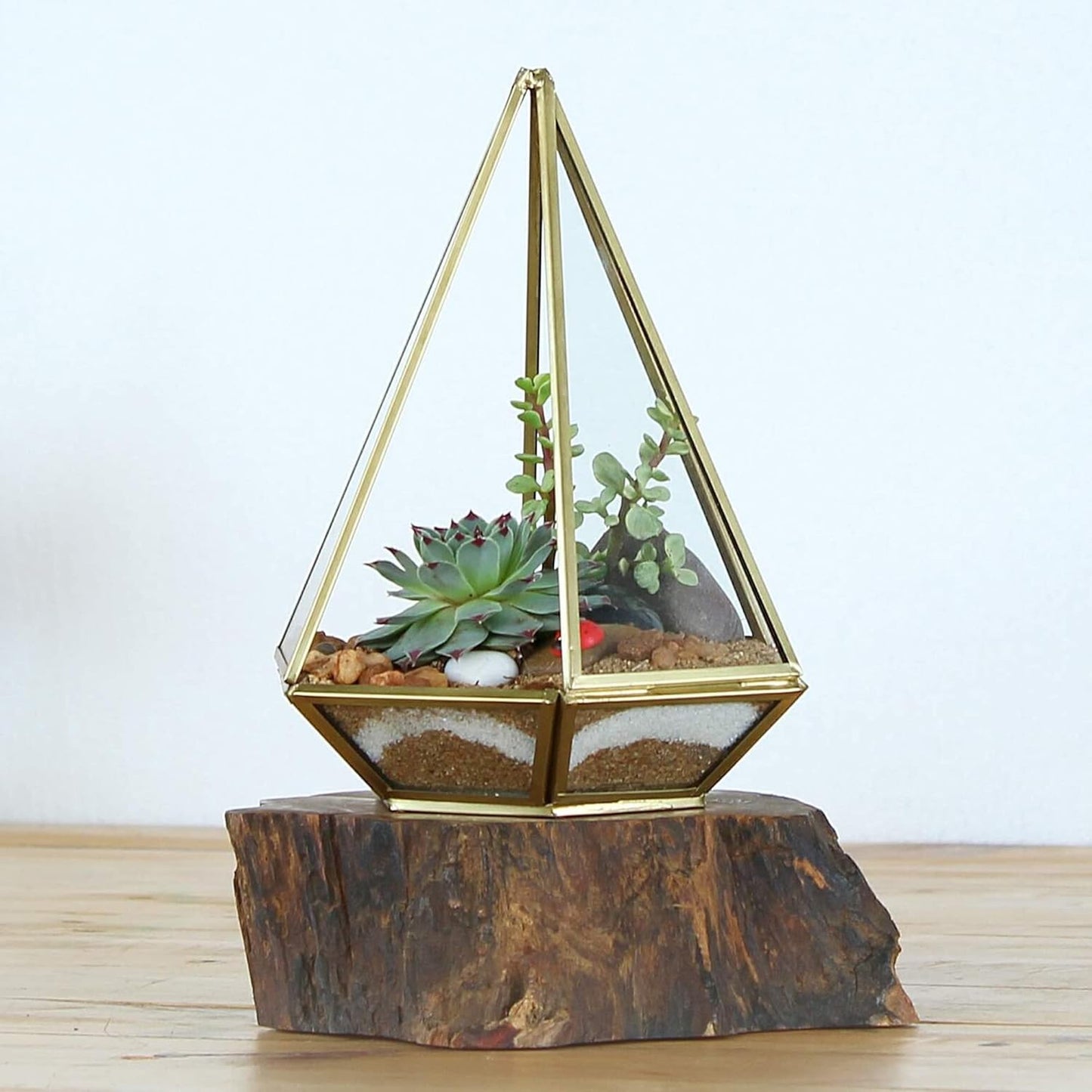 Shop Succulents Pastel Succulent Plant Pack Collection - Live Mini Succulent Plants, Low Maintenance, Bright & Serene Colors & Textures - Wedding and Party Favors, Gift & Garden, Pack of 5