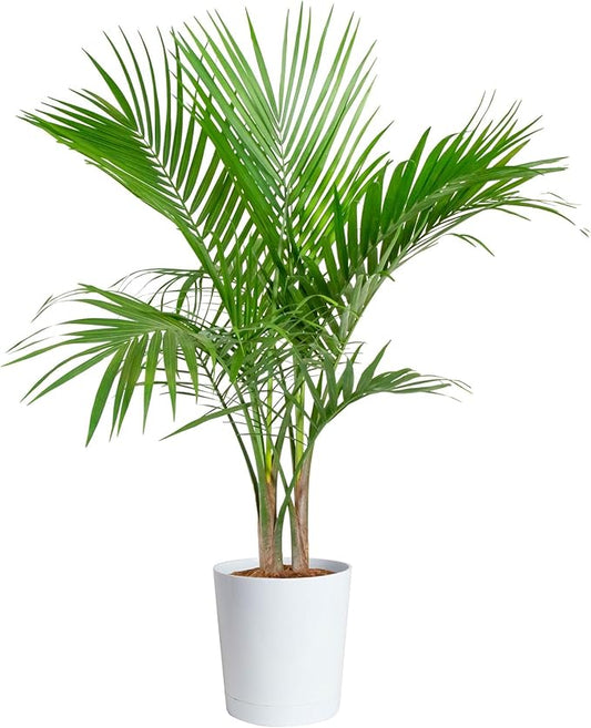 Costa Farms Majesty Palm Live Plant, Spring Decor, Giftable Plant Item, Indoor and Outdoor Live Palm Tree, Potted in Natural Pot, Tropical Patio, 3-4 Feet Tall