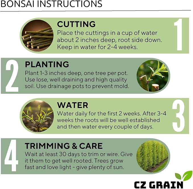 Willow Hybrid Trees for Privacy - Fast Growing Austree Willow Cuttings (5 Cuttings)