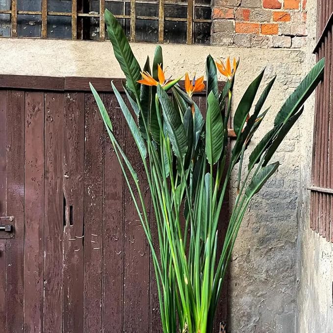Bird of Paradise - Orange - Strelitzia Reginae. (2 Orange BoP in Sac)