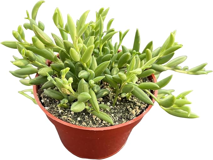 String of Bananas, Live Trailing Succulent Fully Rooted in 4" Pots with Soil Mix, Rare House Plant for Home Office Wedding Hanging Decoration, DIY Projects, Party Favor