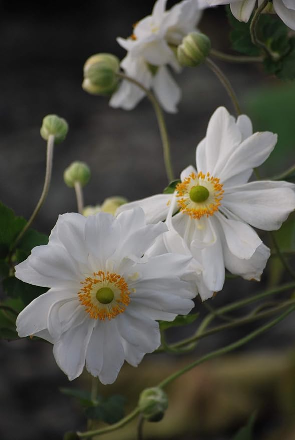 Perennial Farm Anemone x Hybrida 'Whirlwind' – Live Windflower in #1 Container, Semi-Double White Blooms, Long Blooming, Deer Resistant, Great for Borders, Shade Gardens & Pollinator Habitats