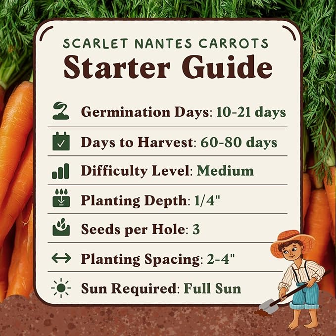 Seedboy Organic Carrot Seeds for Planting Indoor and Outdoor, Non-GMO and USDA Certified Vegetable Seed Packet for Hydroponic Garden Indoor or Planting Outdoors (Scarlet Nantes Carrots)