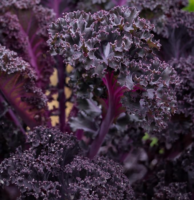 Scarlet Red Kale Seeds for Planting – Plant & Grow Heirloom Scarlet Red Kale in Home Outdoor Vegetable Garden, Brassica oleracea – 1 Packet Approx 200 Seeds