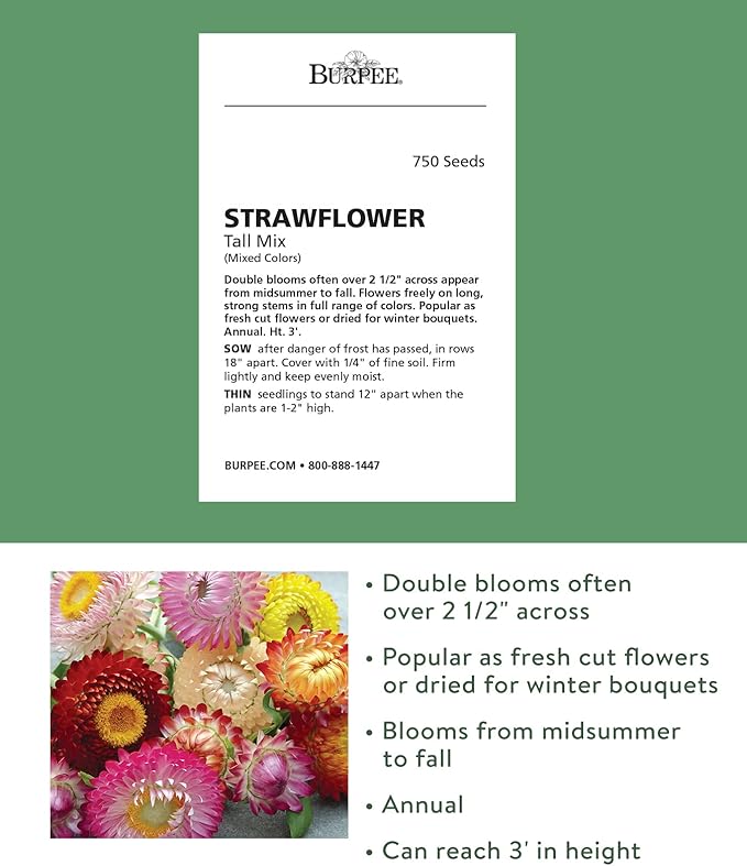 Burpee Tall Mixed Colors Strawflower Seeds 750 seeds