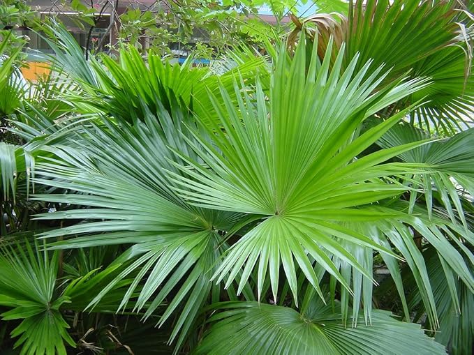 Palm Livistona Seeds – Perennial Fan Palm (Livistona spp.) | Drought-Tolerant, Elegant Ornamental Tree for Landscapes & Containers