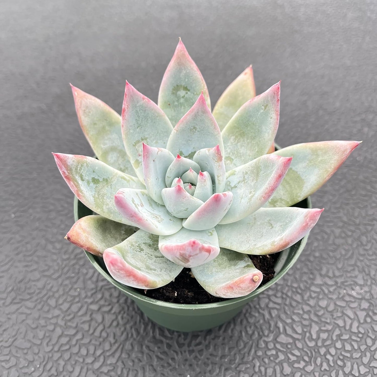 Live Succulents Echeveria Colorata VAR. Brandtii (4-inch), Succulent Plants Fully Rooted in Pots with Soil, Easy-Care House Plant for DIY, Home Office Decor, Wedding Party Favor
