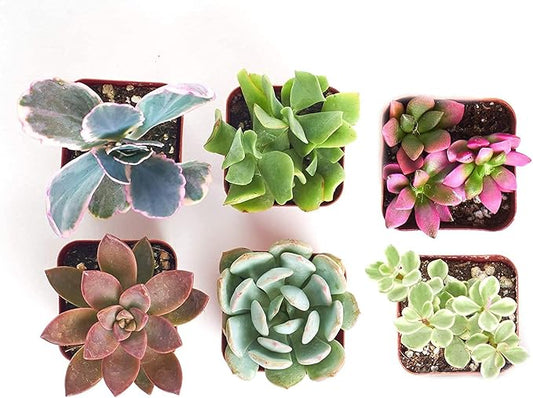 Shop Succulents Assorted Succulent Plant Pack Collection - Live Mini Succulent Plants, Low Maintenance, Mixture of Colors & Textures - Wedding and Party Favors, Gift & Garden, Pack of 6