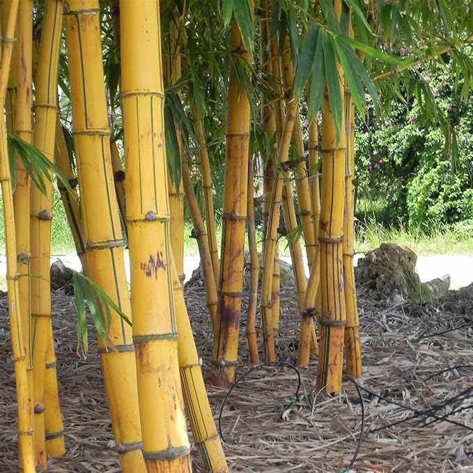 Bambusa Vulgaris Vittata | Live Plant | Golden Hawaiian Bamboo | Beautiful Rare Unique Specimen | Non-Invasive Clumping Bamboo Privacy Screen