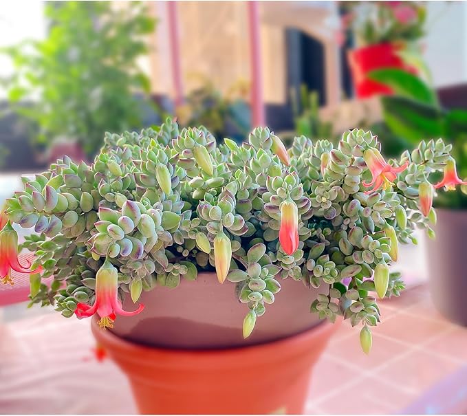 4" Cotyledon Pendens, Live Succulent Fully Rooted in Pots with Soil Mix, Rare House Plant for Home Office Wedding Indoor Outdoor Decoration, DIY Projects, Party Favor
