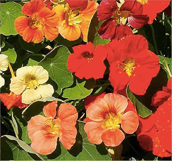 Special Sale: Tom Thumb Nasturtiums - Great Ground Cover