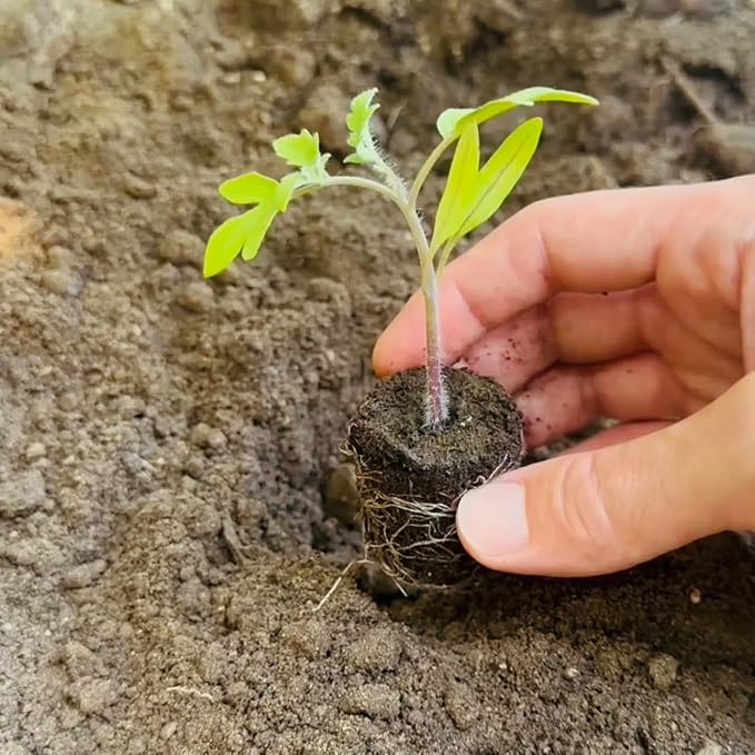 Veggie Seedlings: Ready-to-Plant Seedlings, Starts, Plugs, Garden-Ready, Live Plants, Transplants, Pre-sprouted, for Soil & Hydroponic Gardens (Medium (36 seedlings))