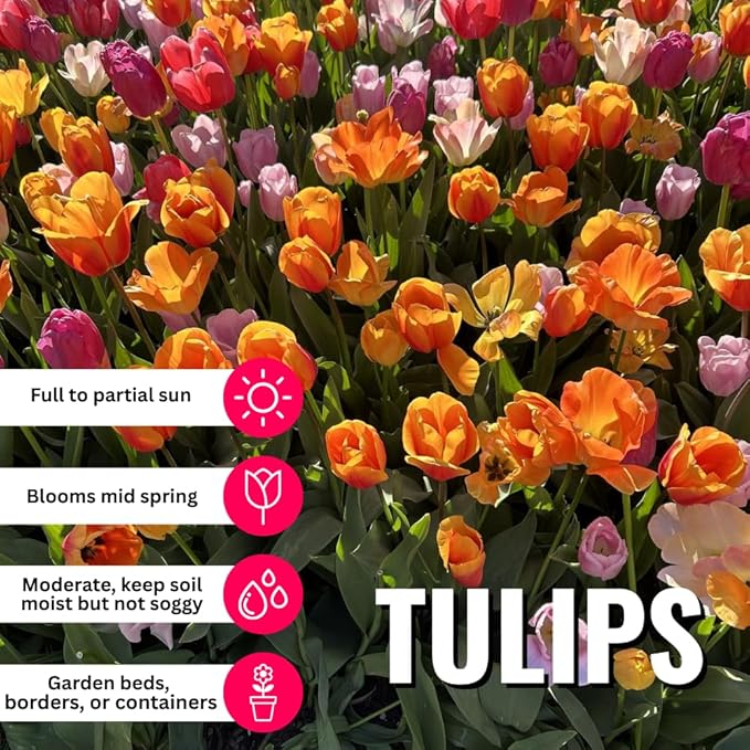 10 Tulip Bulbs for Fall Planting Bulk, Tulip Bulb, Perennial Flower Bulbs for Garden Growing, Tulip Bulbs Bulk (Mix)