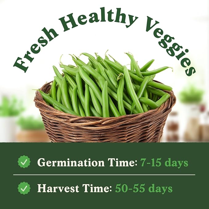 Seedboy Organic Green Bean Seeds for Planting Indoor and Outdoor, Non-GMO and USDA Certified Vegetable Seed Packet for Hydroponic Garden Indoor or Planting Outdoors (Provider Green Beans)