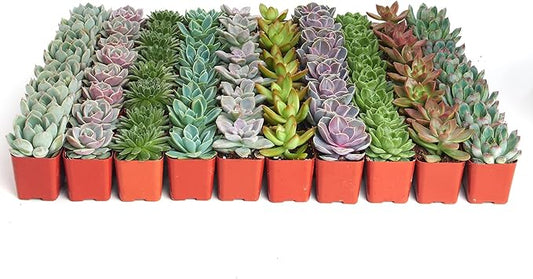 Shop Succulents Rosette Succulent Plant Pack Bulk Collection - Live Mini Succulent Plants, Low Maintenance, Floral Shaped Mix of Colors & Textures - Wedding and Party Favors, Gift & Garden, Pack of 40