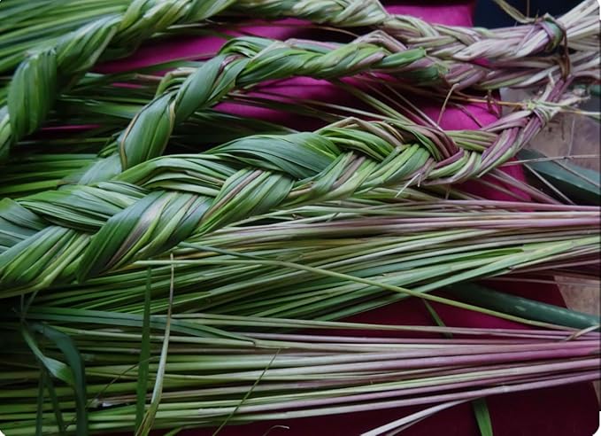 Organic Sweetgrass Live Plant 3" Pot - Vanilla Grass, Buffalo Grass - Native Herb for Smudging, Healing, Spiritual