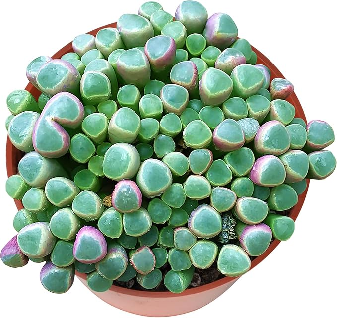 Sprout N Green Baby Toes | Fenestraria rhopalophylla, Live Succulent Fully Rooted in 4 inch Nursery Pot, House Plant Home Office Wedding Decoration DIY Projects Party Favor Baby Shower