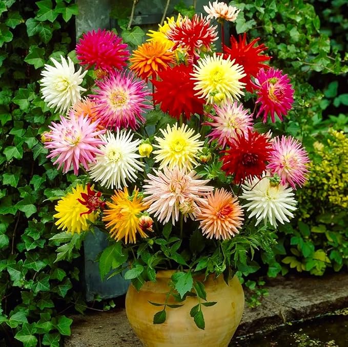 Needle Dahlia Multicolor Seed Mix 50+ Non-GMO Seeds for Planting Flowers Cactus Dahlia