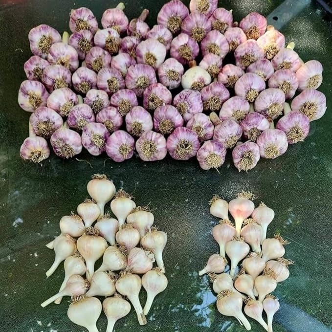 1 Pound Garlic for Planting in Fall Hardneck, 8-10 Red Garlic Bulbs for Planting, Fresh and High Yield Bulb Variety Pack, Hardy and Fast Growing