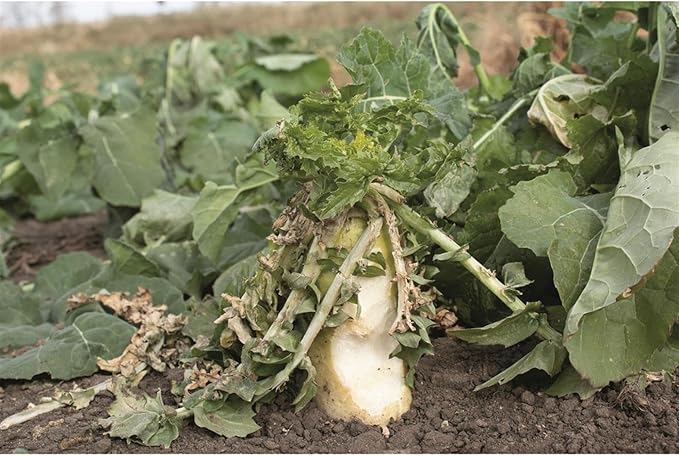 Ani-Logics Outdoors Seeds of Science Pro Brassica Blend (8)