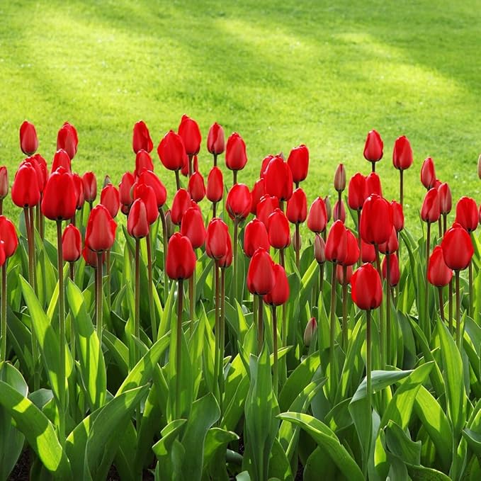 Giant Red Darwin Hybrid Tulips- 10 Bulbs โ Premium Perennial Blooms | Tall, Vivid Scarlet Red Spring Flowers โ Long-Lasting, for Outdoor Gardens & Fresh Cut Bouquets โ Hardy Zones 3โ8 (10 Bulbs)
