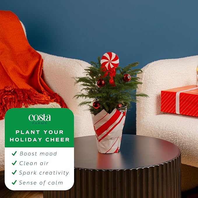 Costa Farms Live Christmas Tree, Norfolk Island Pine in Holiday Gifting Wrap Plant Pot, Houseplant Christmas Decoration, Christmas Gift or Room Decor, 18-20 Inches Tall