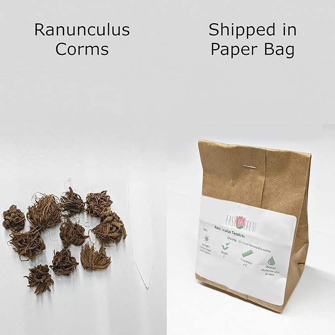 Easy to Grow Ranunculus Tecolote Purple 10 Plant Bulbs - Purple Flowers in Spring Full Sun Outdoor Zones 8-10, Mediterranean Carlsbad Flower Fields