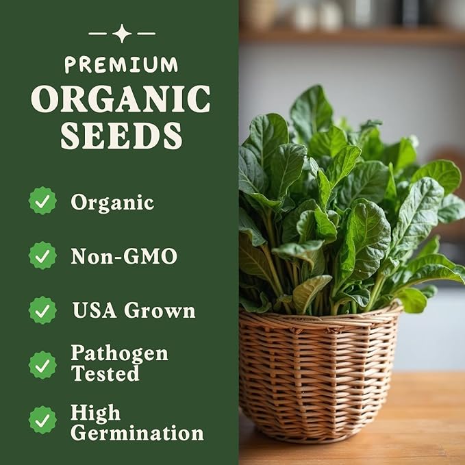 Seedboy Organic Spinach Seeds for Indoor Gardening or Planting Outdoors, Non-GMO and USDA Certified Vegetable Seed Packets, 350 Seeds/4 Grams (Bloomsdale Spinach)