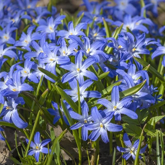 Glory of The Snow Flower Bulbs – 15 Chionodoxa Bulbs | Purple, Blue & White Star-Shaped Blooms | Early Spring Perennials for Fall Planting | Easy to Grow – Zones 3–8 – Great Garden Gift
