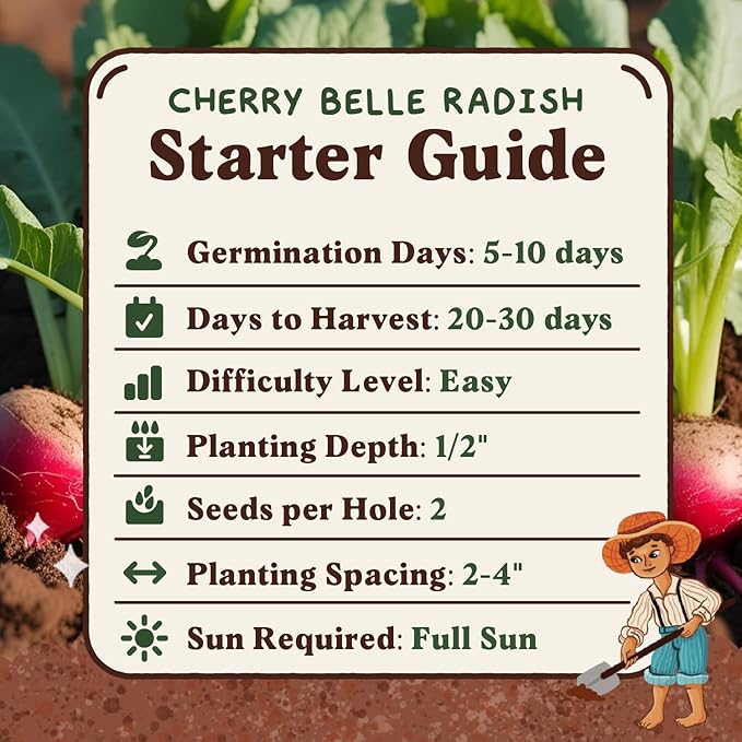 Seedboy Organic Radish Seeds for Planting Indoor and Outdoor, Non-GMO and USDA Certified Vegetable Seed Packet for Hydroponic Garden Indoor or Planting Outdoors (Cherry Belle Radish)