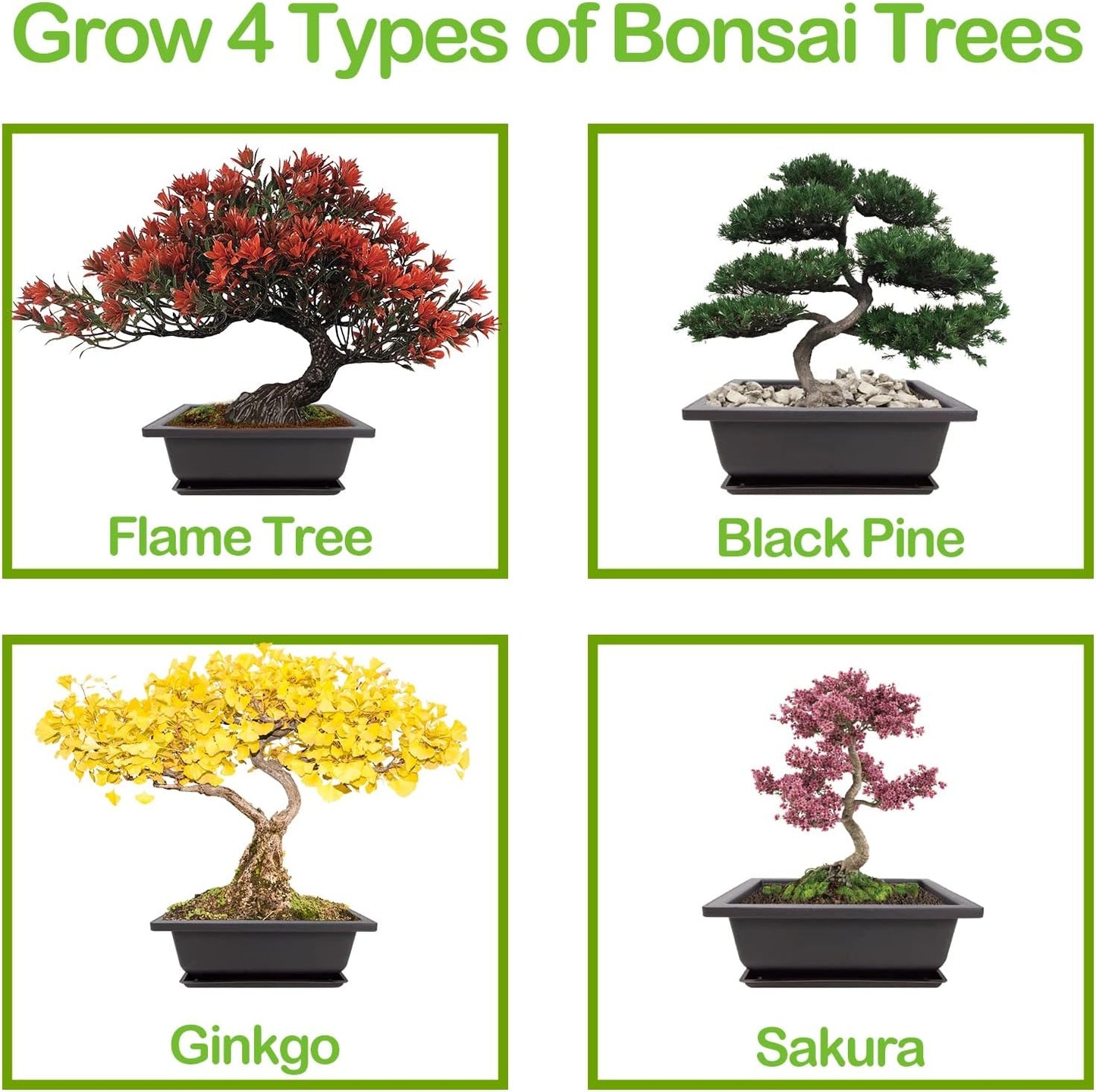 4 Bonsai Tree Seeds with Complete Growing Kit & Wooden Planter Box, Indoor Bonsai Tree Starter Kit, Great Potted Plants DIY Gift for Adults