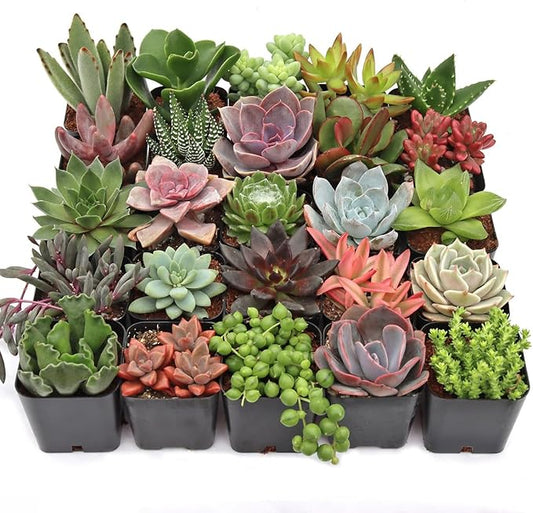 Mountain Crest Gardens Ultimate Succulent Variety Pack - 25 Unique Live Plants, Many Types, Rooted in 2 inch Pots - Indoor/Outdoor Real Succulents for Garden Decor, Favors, DIY Arrangements
