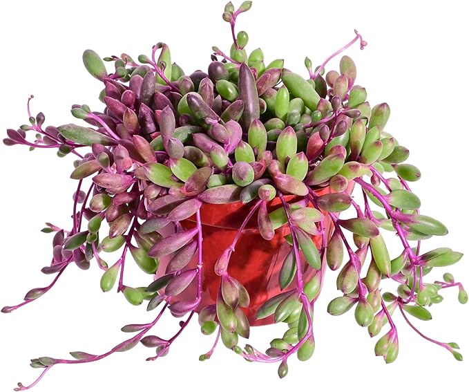 4" Ruby Necklace | Othonna capensis L.H.Bailey, Live Succulent Fully Rooted in Pots, Purple Hanging Trailing House Plant for Home Office Wedding Decoration DIY Project Party Favor