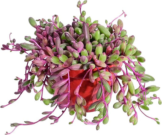 4" Ruby Necklace | Othonna capensis L.H.Bailey, Live Succulent Fully Rooted in Pots, Purple Hanging Trailing House Plant for Home Office Wedding Decoration DIY Project Party Favor