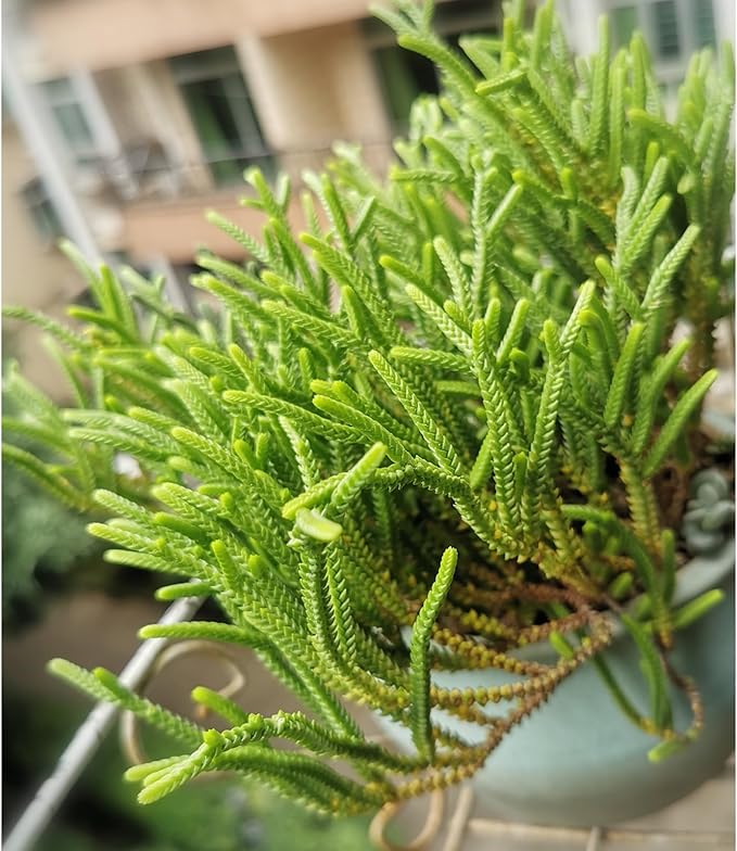 Sprout N Green Watch Chain, Rare Live Crassula muscosa Succulent Plant Fully Rooted in 4" Planter with Soil, Home Office Indoor Outdoor Wedding Decoration DIY Projects Party Favor