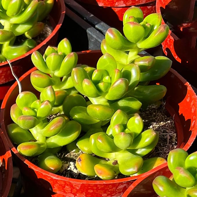 Sprout N Green 4'' Sedum lucidum Obesum, Live Succulent Fully Rooted in Pots with Soil Mix, Rare House Plant for Home Office Indoor Outdoor Wedding Decor, DIY Projects, Party Favor