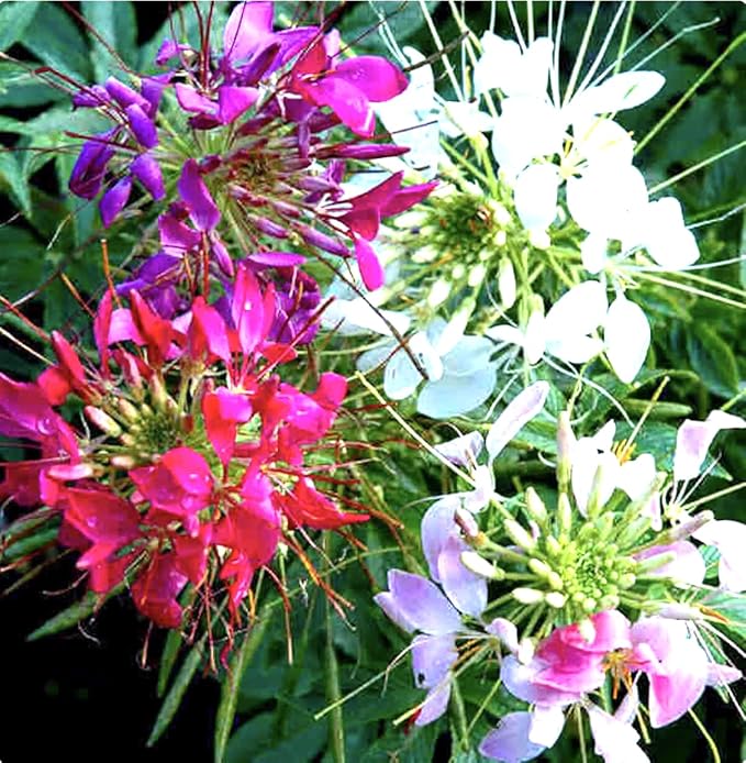 Mixed Cleome - Spider Plants - Nectar Flower for Monarch Butterflies - Large Paclage - 5000 Seeds