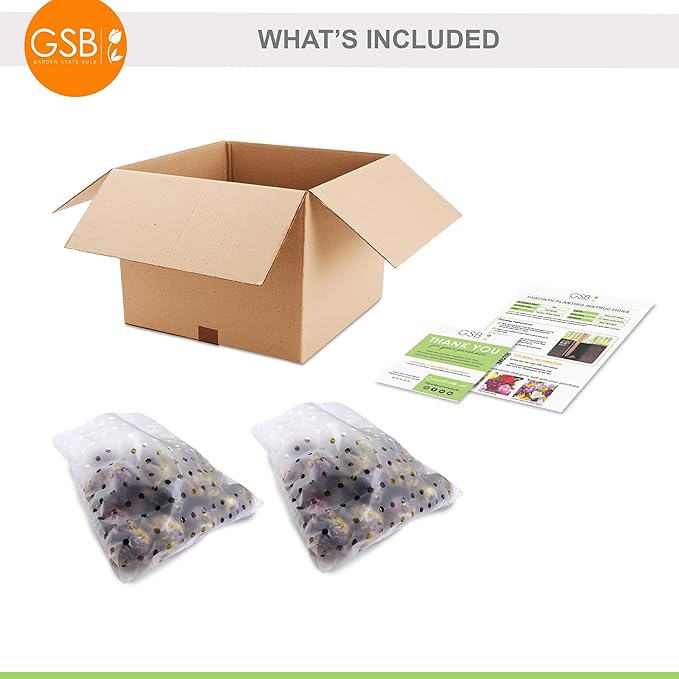 Garden State Bulb Blue Jacket Hyacinth Flower Bulbs, 15/16cm, Fall Planting (Bag of 50)