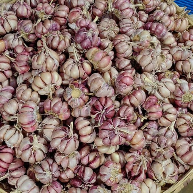 1 Pound Garlic for Planting in Fall Hardneck, 8-10 Large Garlic Bulbs for Planting, Fresh and High Yield Bulb Variety Pack, Hardy and Fast Growing