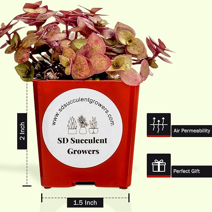 Live Succulents Plants Mystery Pack - Variety of Well Rooted Plants in 2 Inch Pots - Real, Small, Assorted Houseplants for Indoor, DIY, Home Decor, Wedding, or Birthday Gifts (64 Pack)