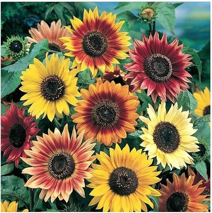 Autumn Beauty Sunflower Seeds