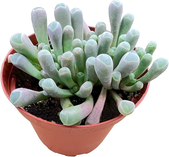Sprout N Green Baby Toes | Fenestraria rhopalophylla, Live Succulent Fully Rooted in 4 inch Nursery Pot, House Plant Home Office Wedding Decoration DIY Projects Party Favor Baby Shower