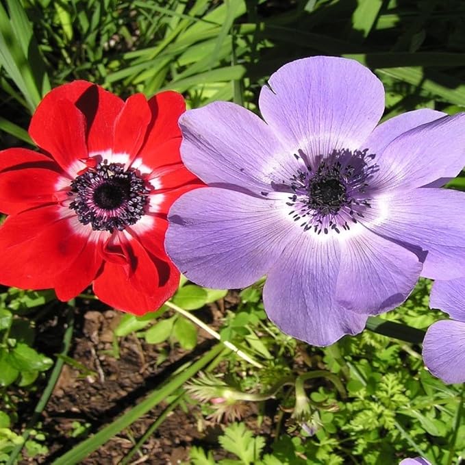 Lieutenant Anemone Flowers โ 30 Bulbs | Vibrant Pink, Red, Blue, Purple & White Spring Blooms | Ideal for Cut Flowers, Garden Beds & Containers โ Pollinator Friendly | Zones 3โ10