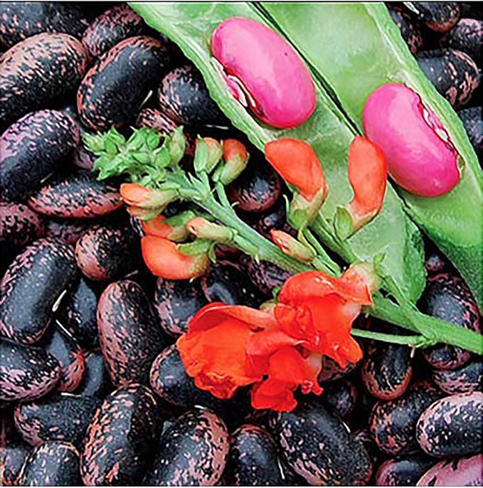 Heirloom Scarlet Runner Beans Seeds - 20 Large Bean Seeds Non GMO - Marde Ross & Company ®