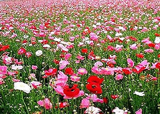 10,000 Double Shirley Poppies Seeds: Pastel Poppy Seeds
