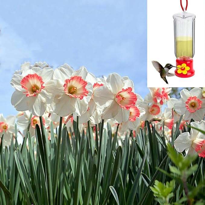 Pink & White Dutch Daffodil Flowers โ 6 Bulbs + Bonus Hummingbird Feeder | Large Cupped Perennials - Spring Bloom | Hardy in Zones 3โ8 | Butterfly & Bee Attracting-Deer Resistant